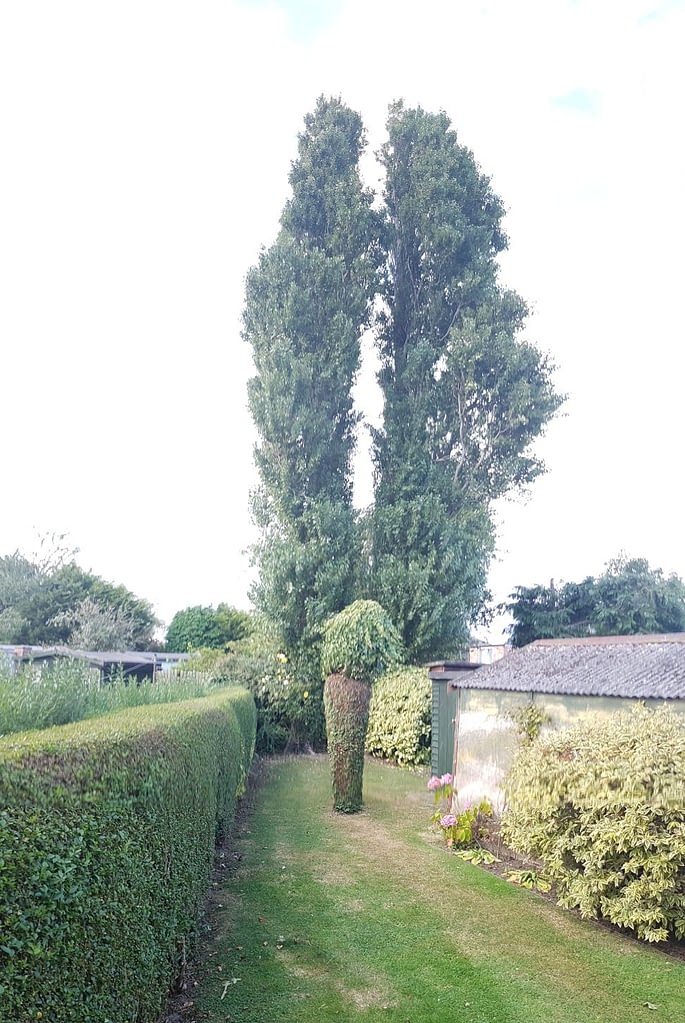 huge tree removal in jarrow!!! - the tree fella ne ltd